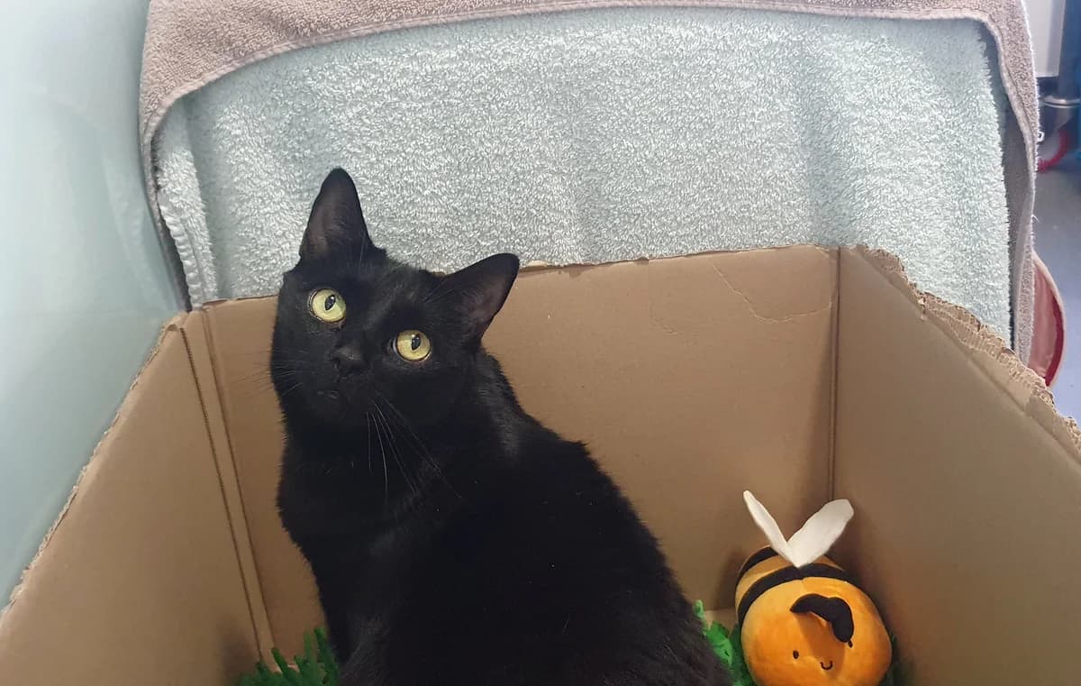Bumblebee, female senior mixed breed for adoption at Battersea Dogs & Cats Home, London
