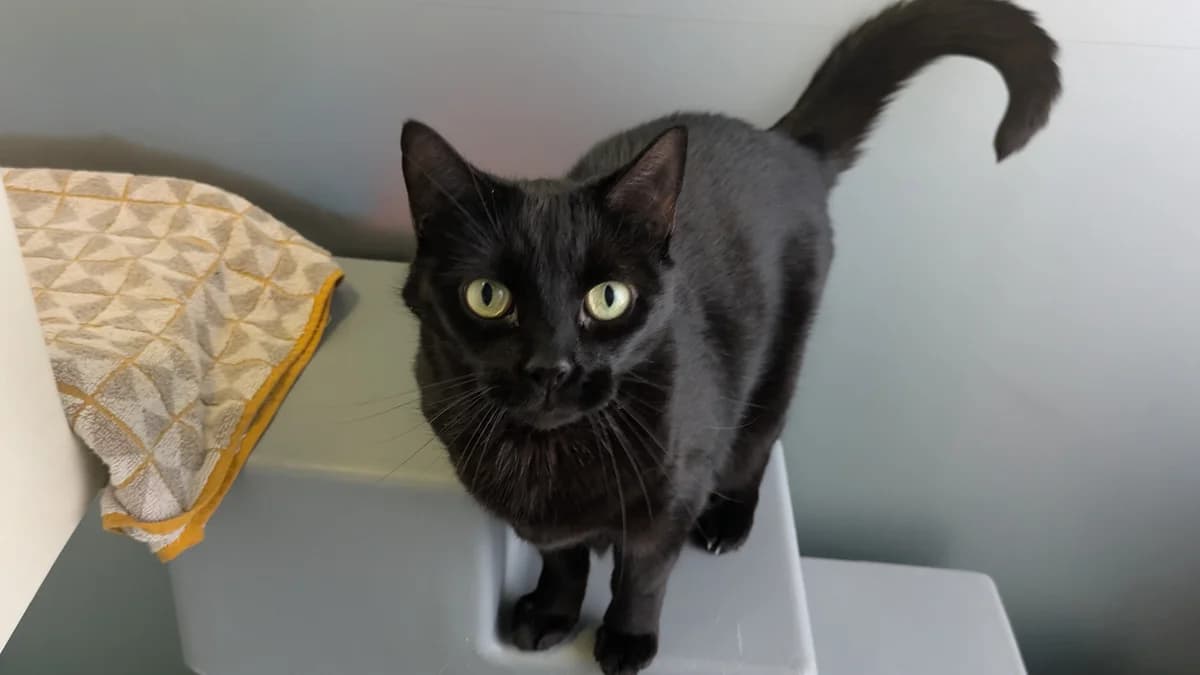 Bumblebee, female senior mixed breed for adoption at Battersea Dogs & Cats Home, London