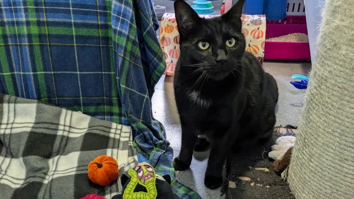 Burton, male 5yo mixed breed for adoption at Battersea Dogs & Cats Home, London