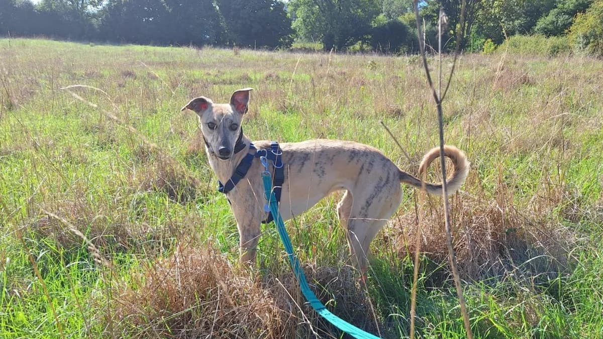 Buttercup, female 5yo Lurcher for adoption at Battersea Dogs & Cats Home, London