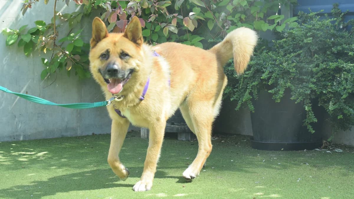 Canelo, male 3yo Akita for adoption at Battersea Dogs & Cats Home, London