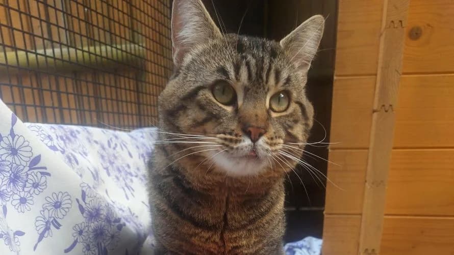 Captain Jack Sparrow, male young mixed breed for adoption at Battersea Dogs & Cats Home, London