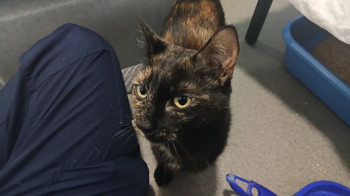 Carla, female young mixed breed for adoption at Battersea Dogs & Cats Home, London