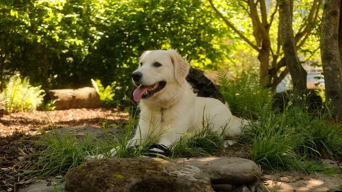 Casper, male 7yo Mixed Breed for adoption at Battersea Dogs & Cats Home, London
