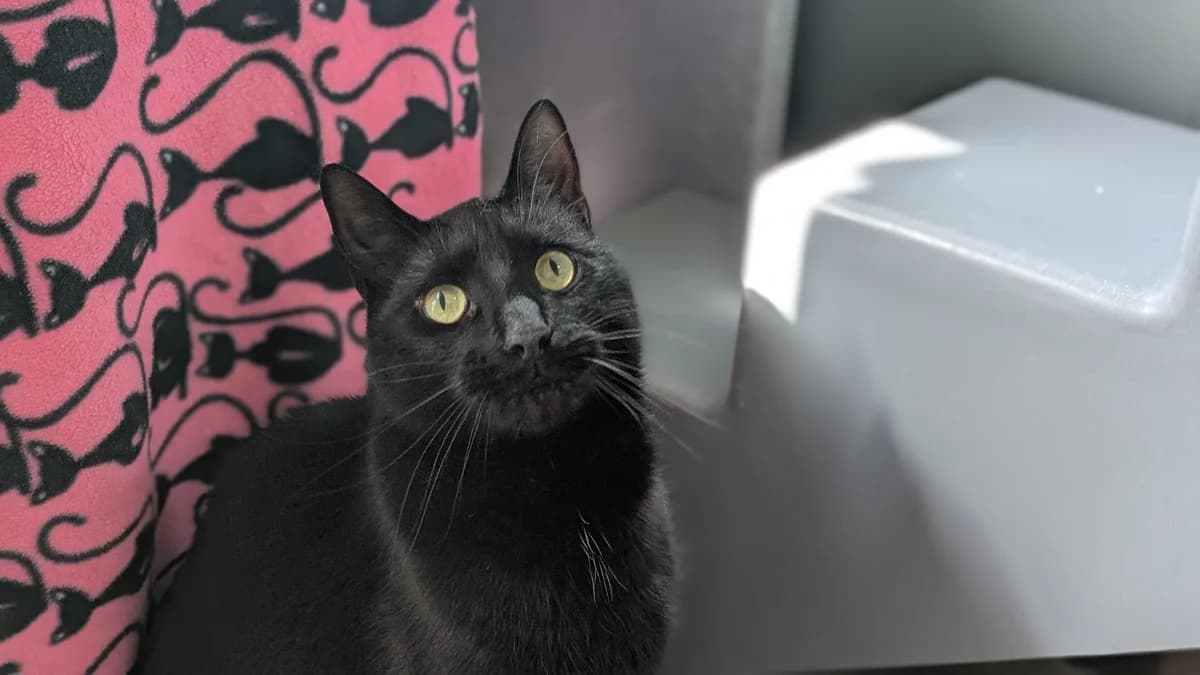 Caterpillar, male mixed breed for adoption at London