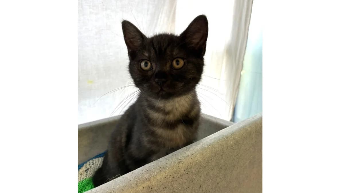 Cauldron, female puppy mixed breed for adoption at Battersea Dogs & Cats Home, London