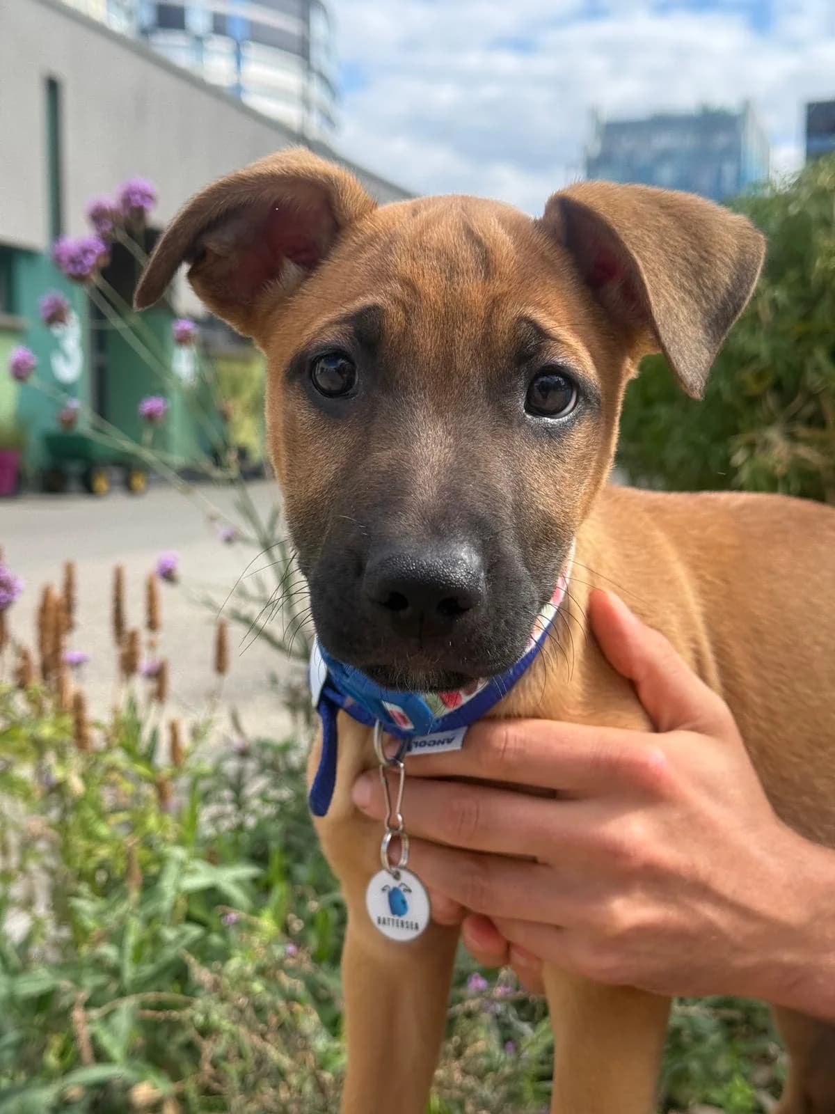 Cera, female puppy Belgian Shepherd for adoption at Battersea Dogs & Cats Home, London