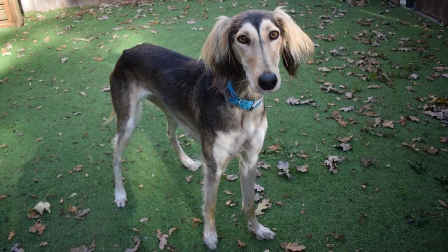 Chanelle, female young Saluki for adoption at Battersea Dogs & Cats Home, London