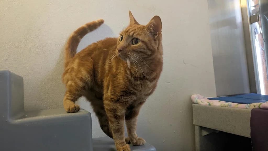 Charlie, male senior mixed breed for adoption at Battersea Dogs & Cats Home, London