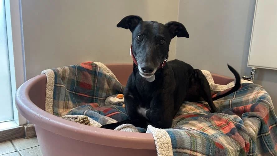 Charm (BOW DOG), female 3yo Greyhound for adoption at Battersea Dogs & Cats Home, London