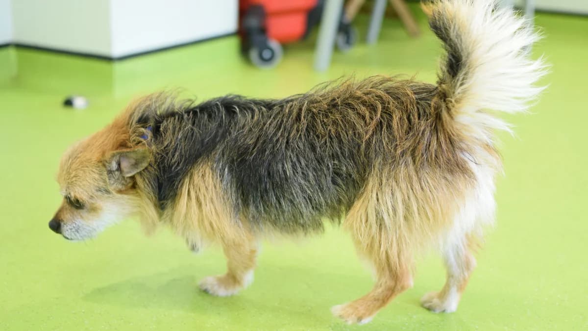 Checkers, male 3yo Chihuahua for adoption at Battersea Dogs & Cats Home, London