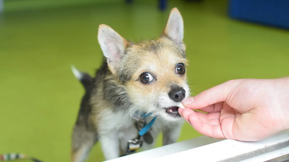 Chess, male 5yo Chihuahua for adoption at Battersea Dogs & Cats Home, London