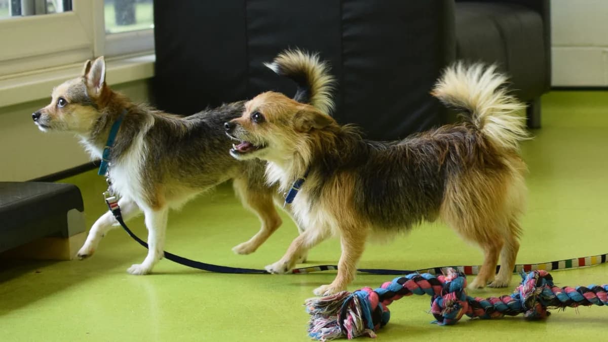 Chess, male 5yo Chihuahua for adoption at Battersea Dogs & Cats Home, London