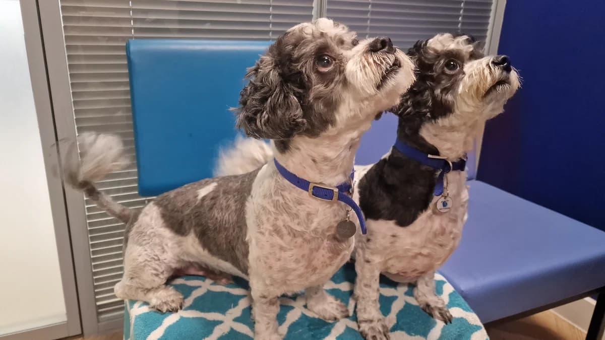 Chino ( & Coco ), male 5yo Shih Tzu for adoption at Battersea Dogs & Cats Home, London