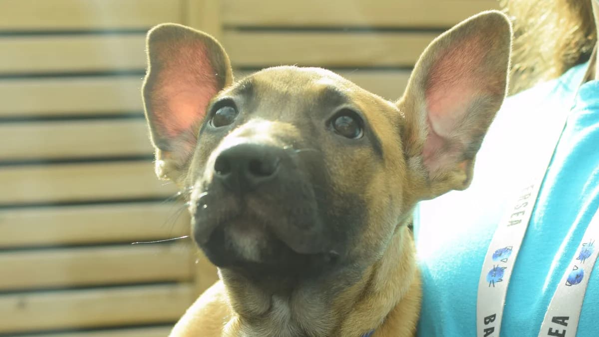 Chomper, female puppy Belgian Shepherd for adoption at Battersea Dogs & Cats Home, London
