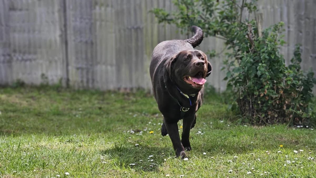 Clairo, female young Labrador Retriever for adoption at Battersea Dogs & Cats Home, London