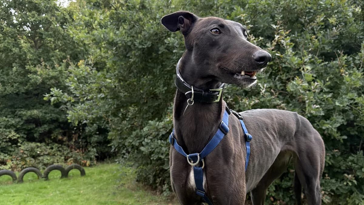 Clove, female 4yo Greyhound for adoption at Battersea Dogs & Cats Home, London