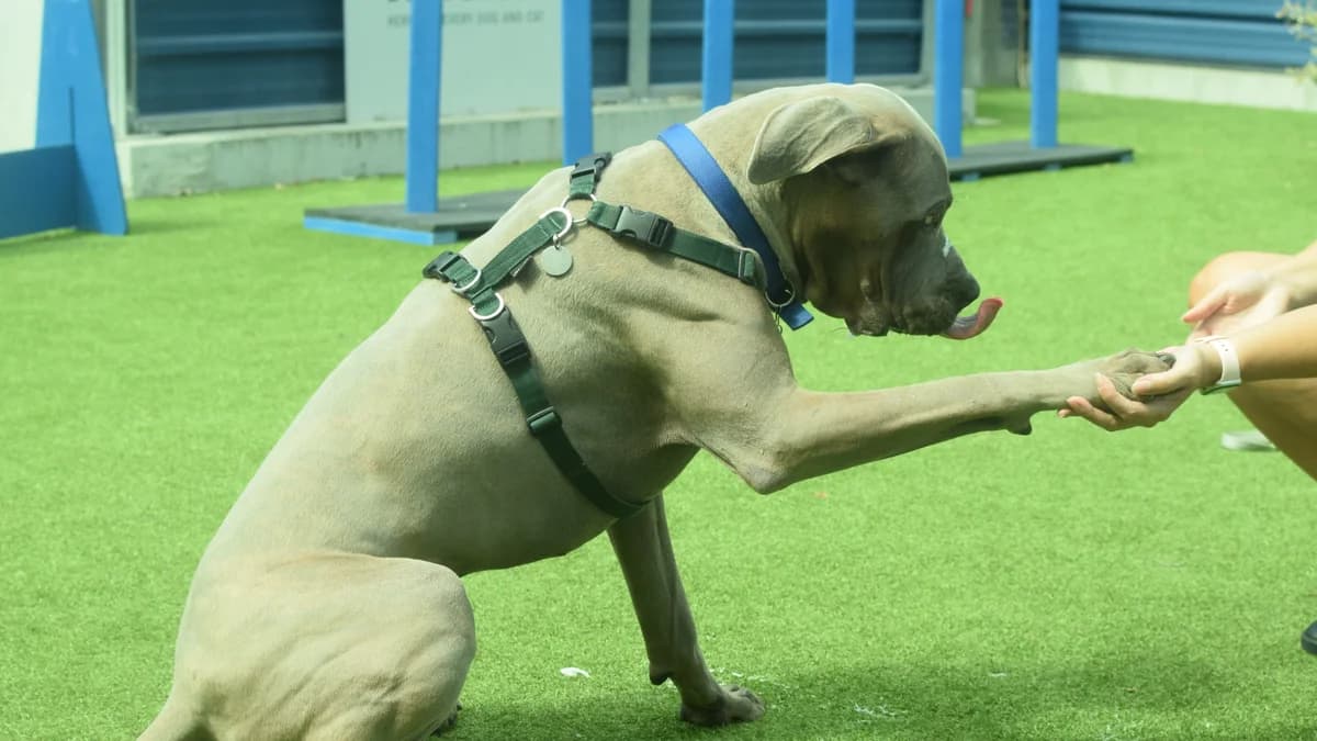 Clyde, male young Cane Corso for adoption at Battersea Dogs & Cats Home, London