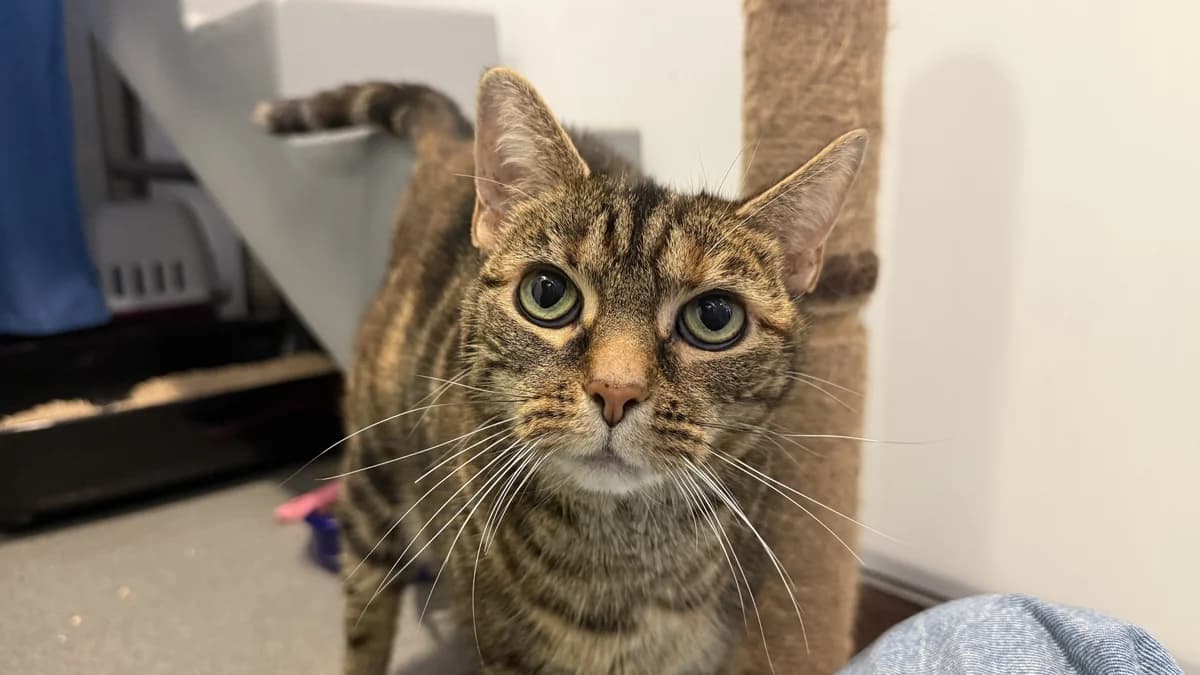 Coco, female 7yo mixed breed for adoption at Battersea Dogs & Cats Home, London