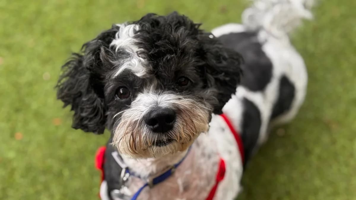 Coco ( & Chino ), female 5yo Shih Tzu for adoption at Battersea Dogs & Cats Home, London