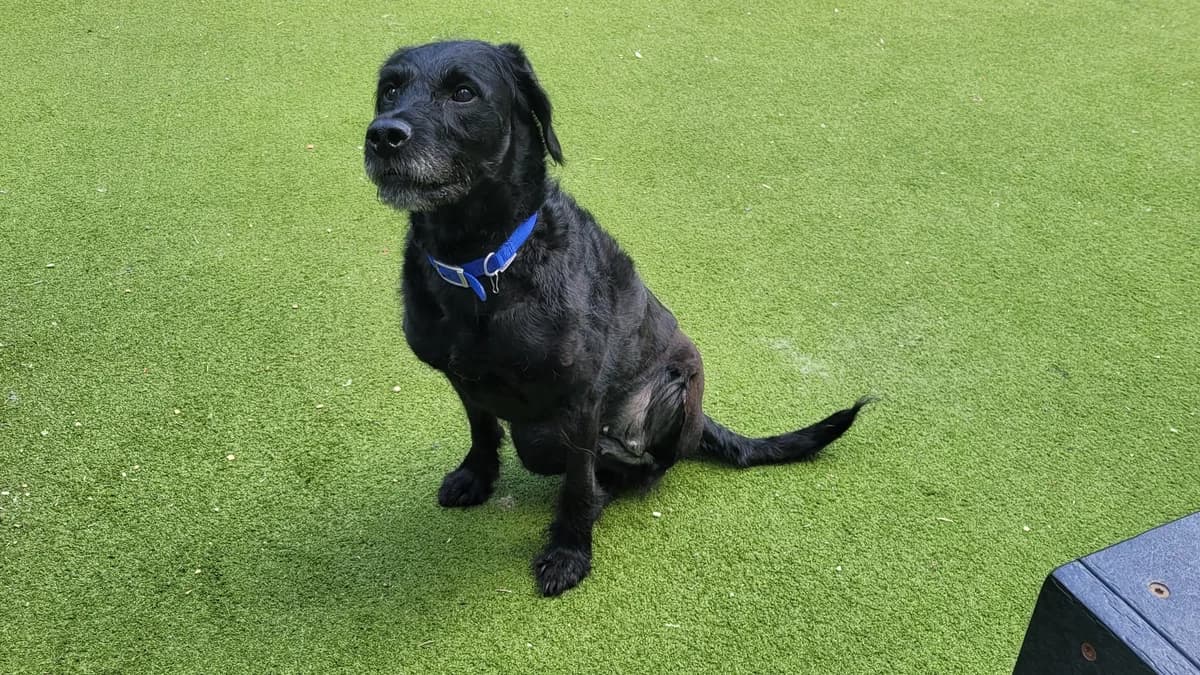 Coco Love Bean, female 6yo Labradoodle for adoption at Battersea Dogs & Cats Home, London