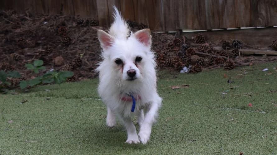 Coda, male 6yo Chihuahua for adoption at Battersea Dogs & Cats Home, London