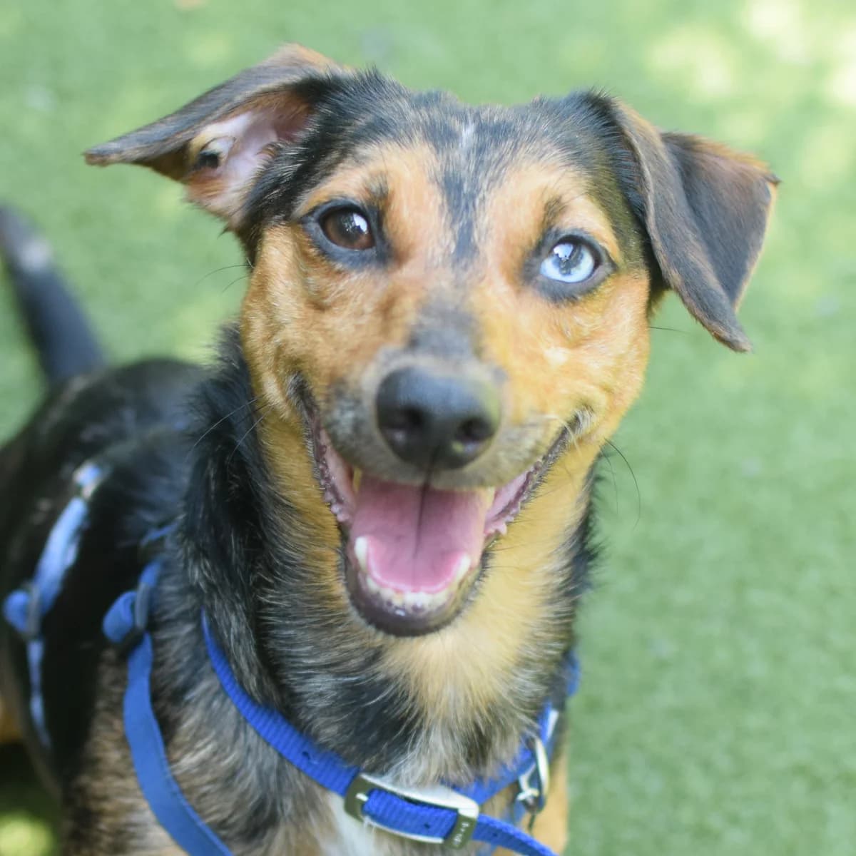 Cooper, male 4yo Dachshund for adoption at Battersea Dogs & Cats Home, London