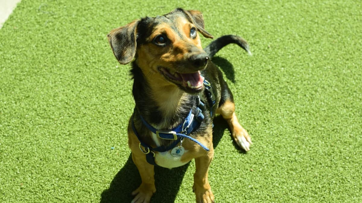 Cooper, male 4yo Dachshund for adoption at Battersea Dogs & Cats Home, London
