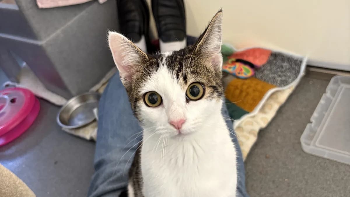 Cosmic, female puppy mixed breed for adoption at Battersea Dogs & Cats Home, London