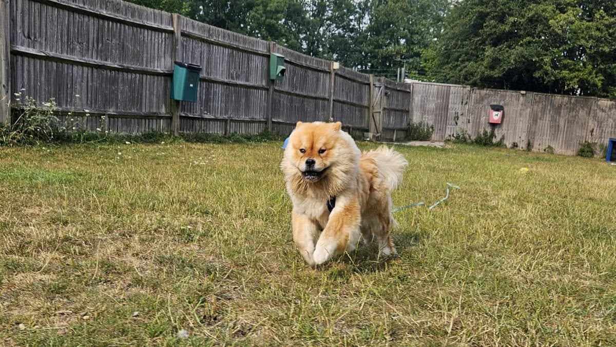 Croissant, female young Chow Chow for adoption at Battersea Dogs & Cats Home, London