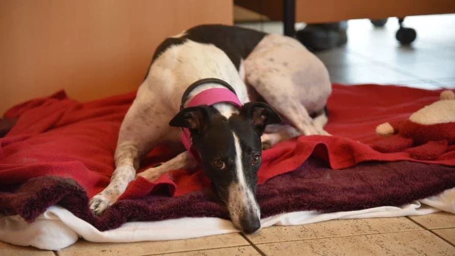 Crystal, female 3yo Greyhound for adoption at Battersea Dogs & Cats Home, London