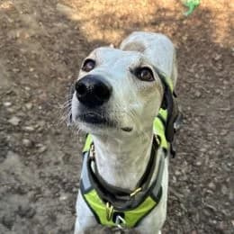 Dallas, male 3yo Lurcher for adoption at Battersea Dogs & Cats Home, London