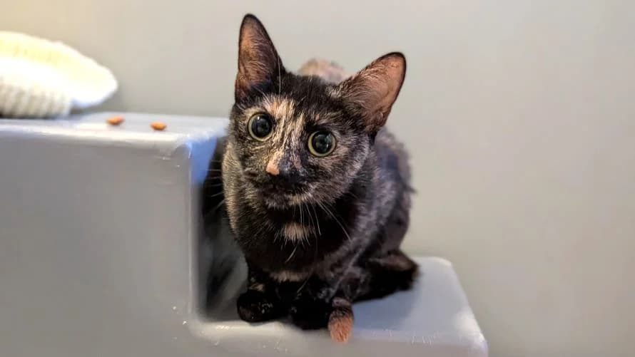 Delilah, female young mixed breed for adoption at Battersea Dogs & Cats Home, London