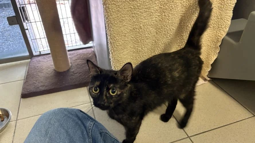 Della, female young mixed breed for adoption at Battersea Dogs & Cats Home, London