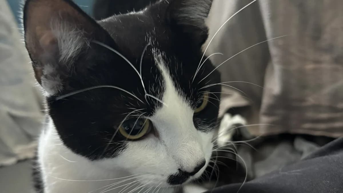 Dobby, male young mixed breed for adoption at Battersea Dogs & Cats Home, London