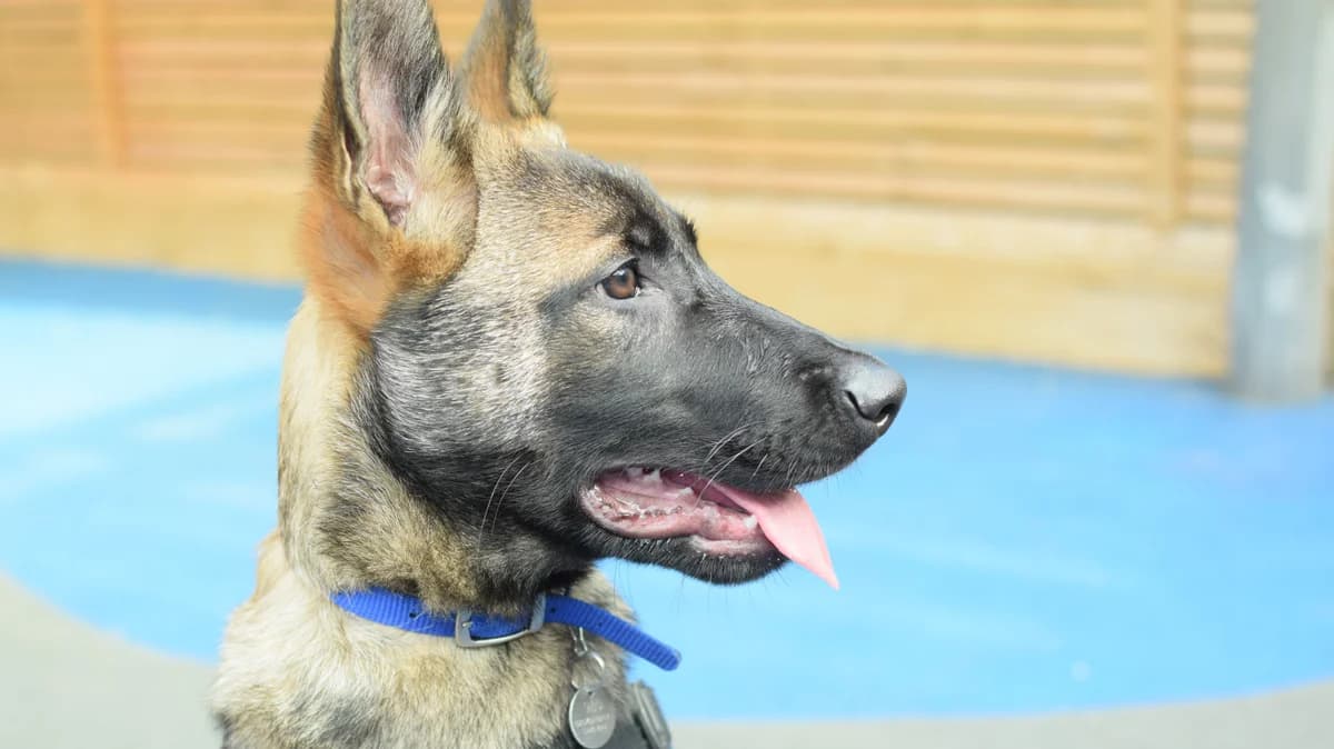 Dobby, male puppy Belgian Shepherd for adoption at Battersea Dogs & Cats Home, London