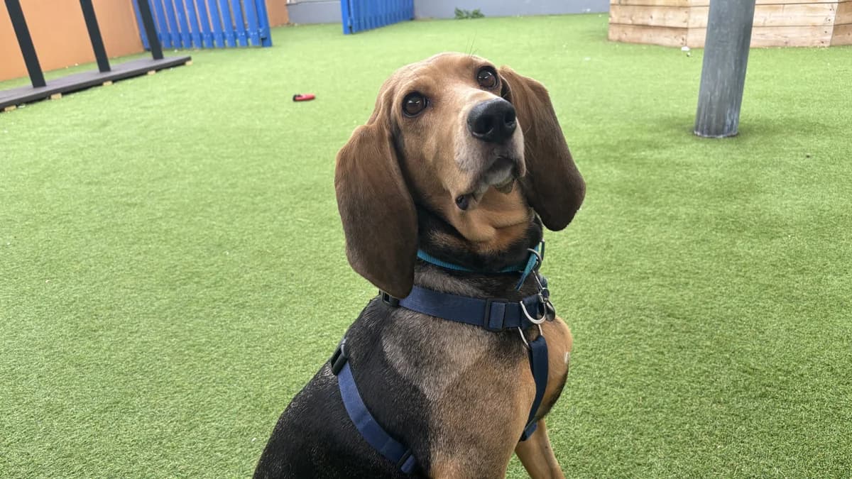 Dolly, female 6yo mixed breed for adoption at Battersea Dogs & Cats Home, London