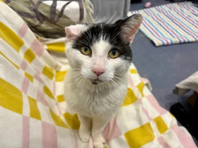 Dr. McDreamy, male 7yo mixed breed for adoption at Battersea Dogs & Cats Home, London