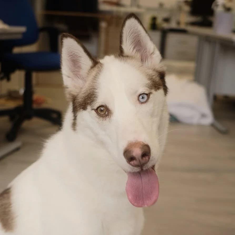Elara, female young Husky for adoption at Battersea Dogs & Cats Home, London