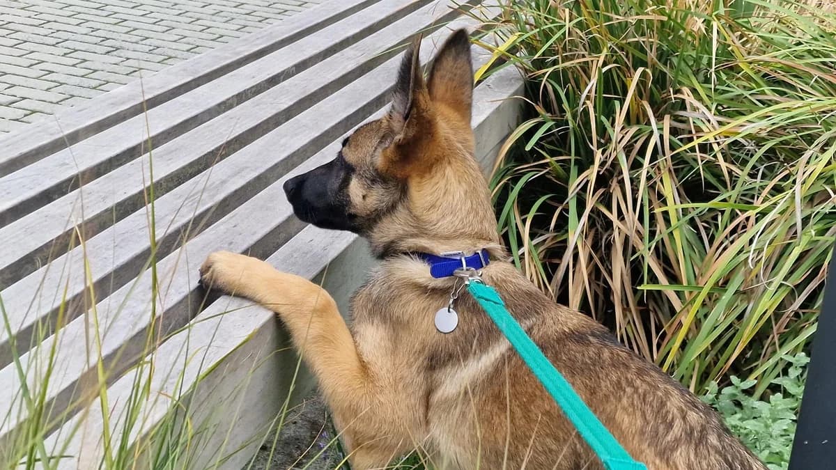 Elf, male puppy Belgian Shepherd for adoption at Battersea Dogs & Cats Home, London