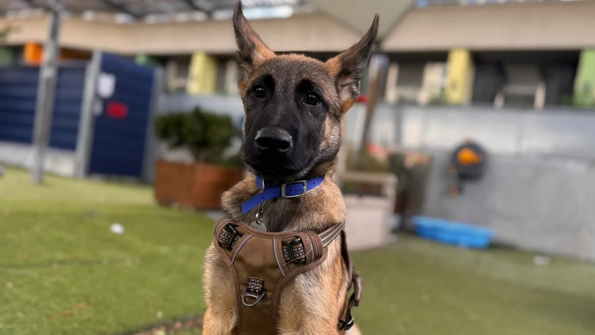 Elf, male puppy Belgian Shepherd for adoption at Battersea Dogs & Cats Home, London