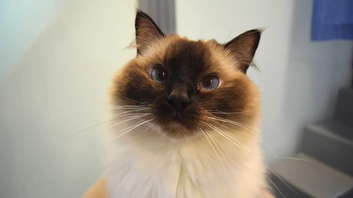 Emmy, female 4yo mixed breed for adoption at Battersea Dogs & Cats Home, London