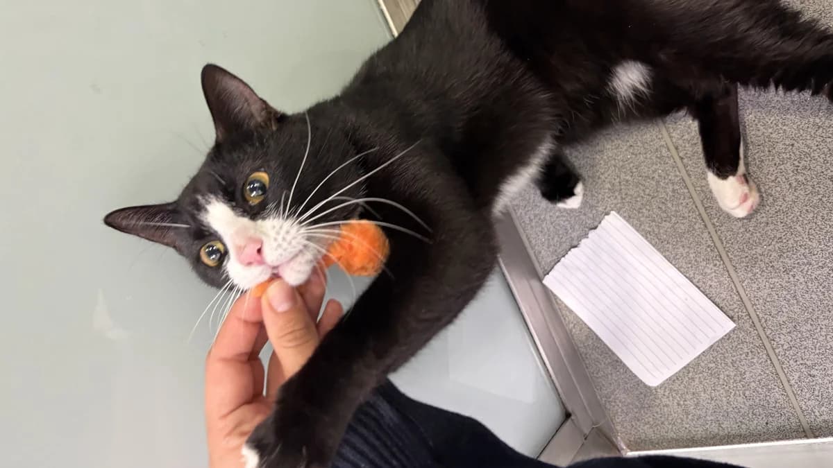 Enzo, male young mixed breed for adoption at Battersea Dogs & Cats Home, London