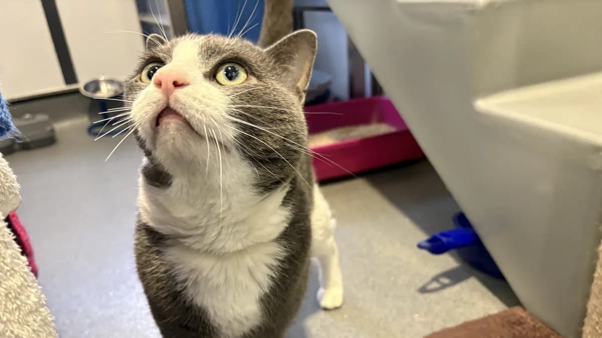 Estello, male 3yo mixed breed for adoption at Battersea Dogs & Cats Home, London