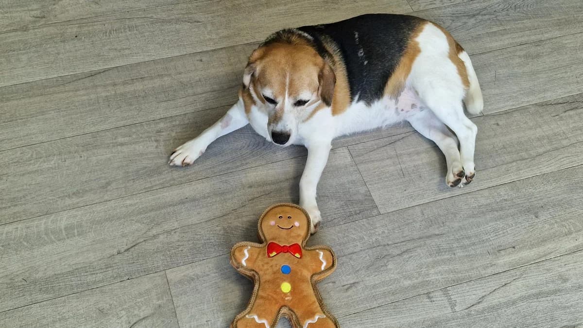 Fae, female senior Beagle for adoption at Battersea Dogs & Cats Home, London