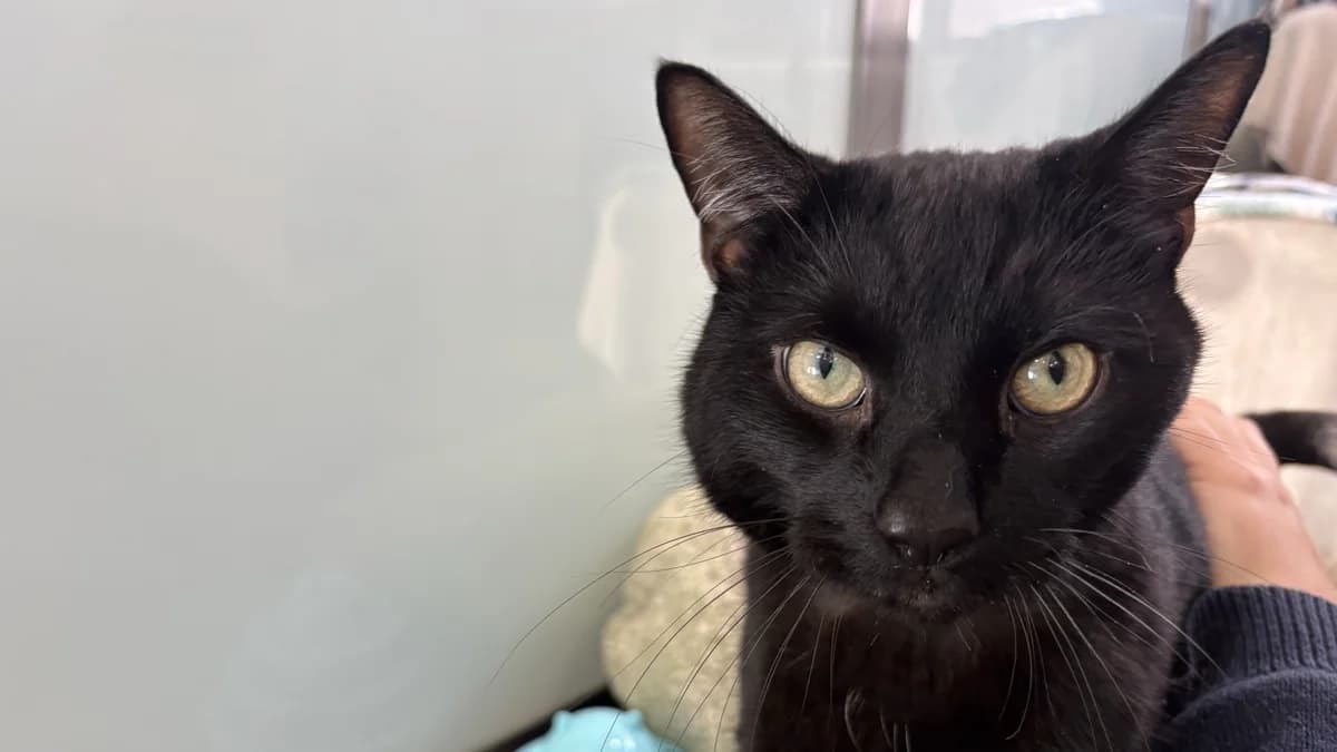 Figaro, male 7yo mixed breed for adoption at Battersea Dogs & Cats Home, London