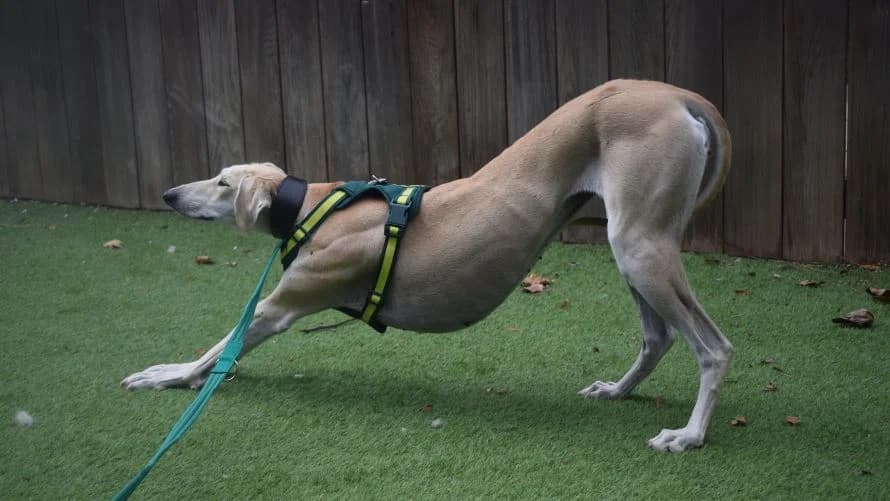 Fiji, female young Lurcher for adoption at Battersea Dogs & Cats Home, London