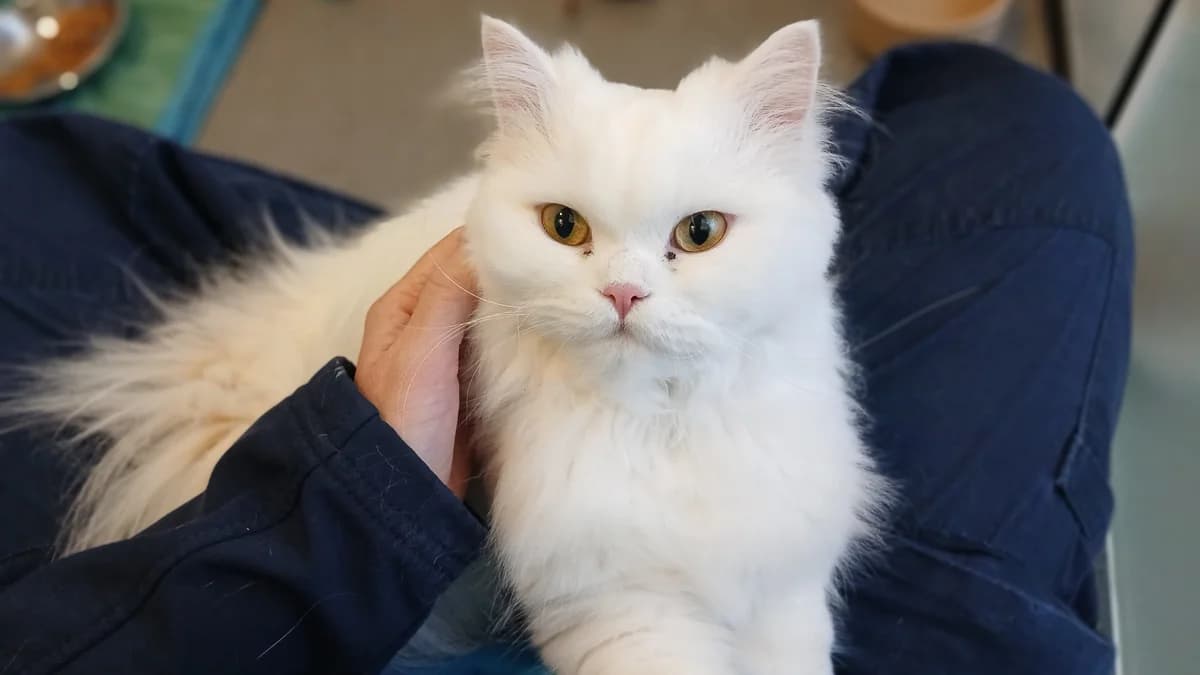Fika, female young Persian for adoption at Battersea Dogs & Cats Home, London