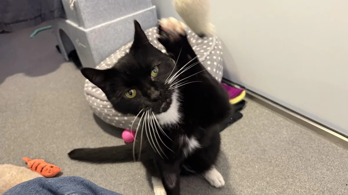 Frank, male senior mixed breed for adoption at Battersea Dogs & Cats Home, London