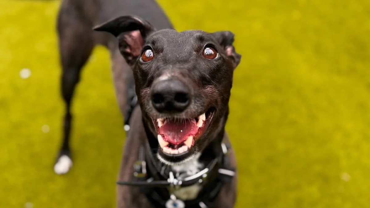 Freya, female 5yo Greyhound for adoption at Battersea Dogs & Cats Home, London